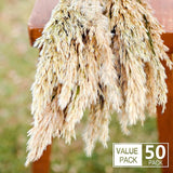 Dried Pampas Decor -50-Stems Small