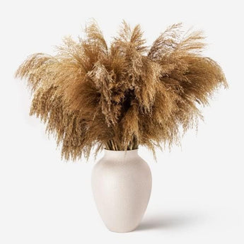 Dried Pampas Decor -50-Stems Small